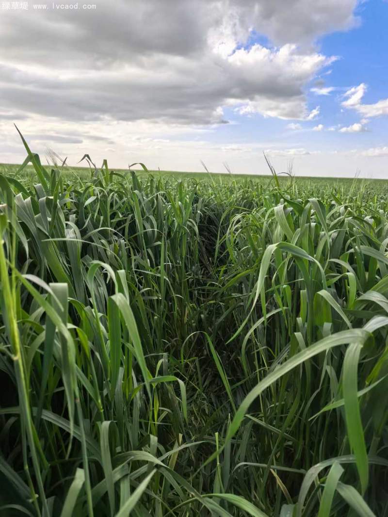 飼草專用型燕麥葉片葉子 飼草專用型燕麥葉片葉子