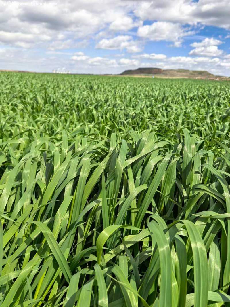 飼草專用型燕麥葉片葉子 飼草專用型燕麥葉片葉子