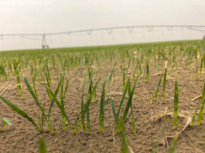 飼草專用型燕麥出苗期 飼草專用型燕麥出苗期