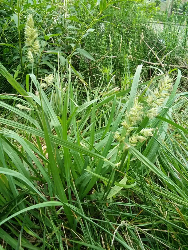 鴨茅草葉子和穗 鴨茅草葉子和穗