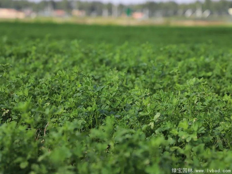 紫花苜蓿種植農(nóng)場 紫花苜蓿種植農(nóng)場