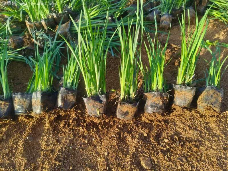 馬蘭盆栽杯苗容器苗 馬蘭盆栽杯苗容器苗