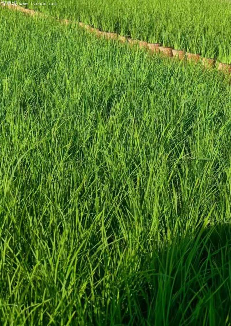 馬蘭盆栽杯苗容器苗 馬蘭盆栽杯苗容器苗