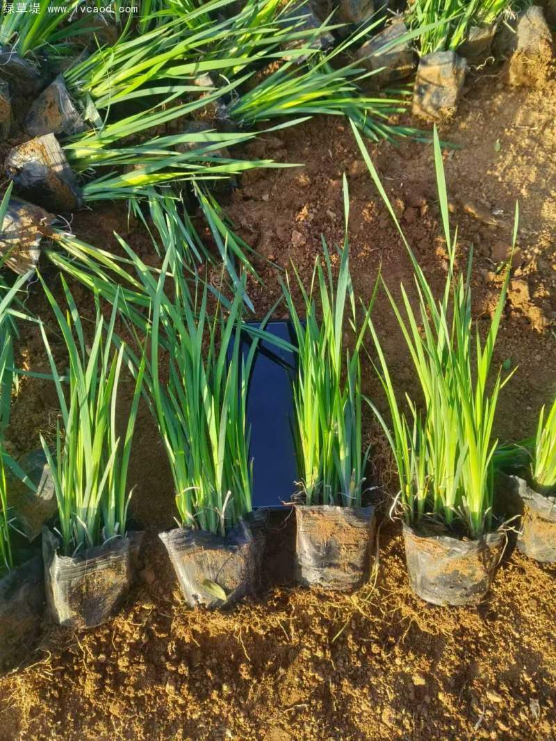 馬蘭盆栽杯苗容器苗 馬蘭盆栽杯苗容器苗