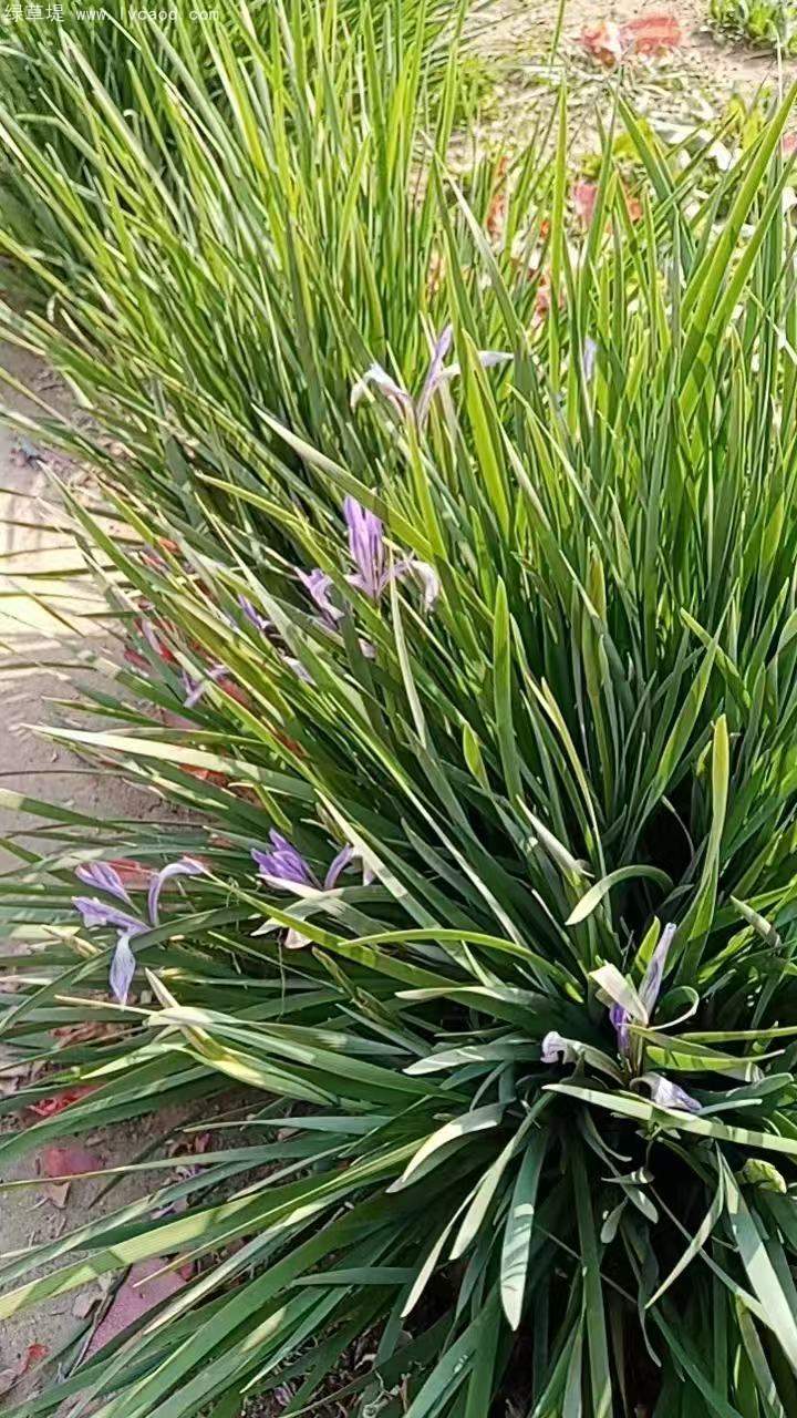 馬蘭大田苗裸根地苗 馬蘭大田苗裸根地苗