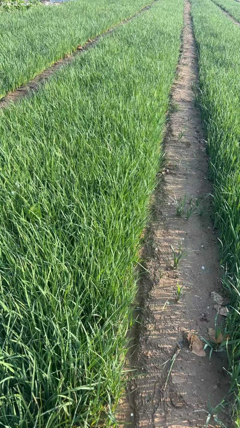 馬蘭盆栽杯苗容器苗 馬蘭盆栽杯苗容器苗