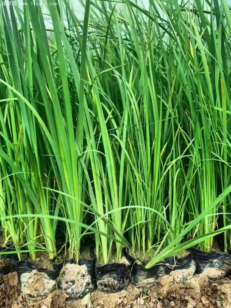 馬蘭盆栽杯苗容器苗 馬蘭盆栽杯苗容器苗