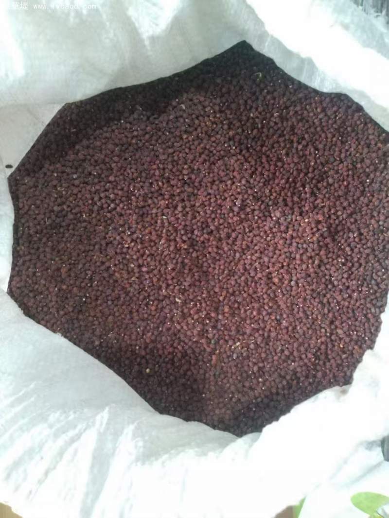 馬蘭種子 馬蘭種子