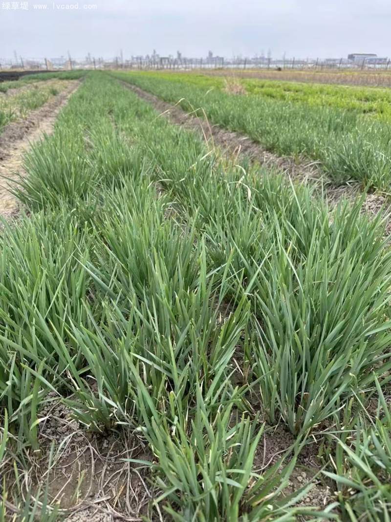 馬蘭大田苗裸根地苗 馬蘭大田苗裸根地苗