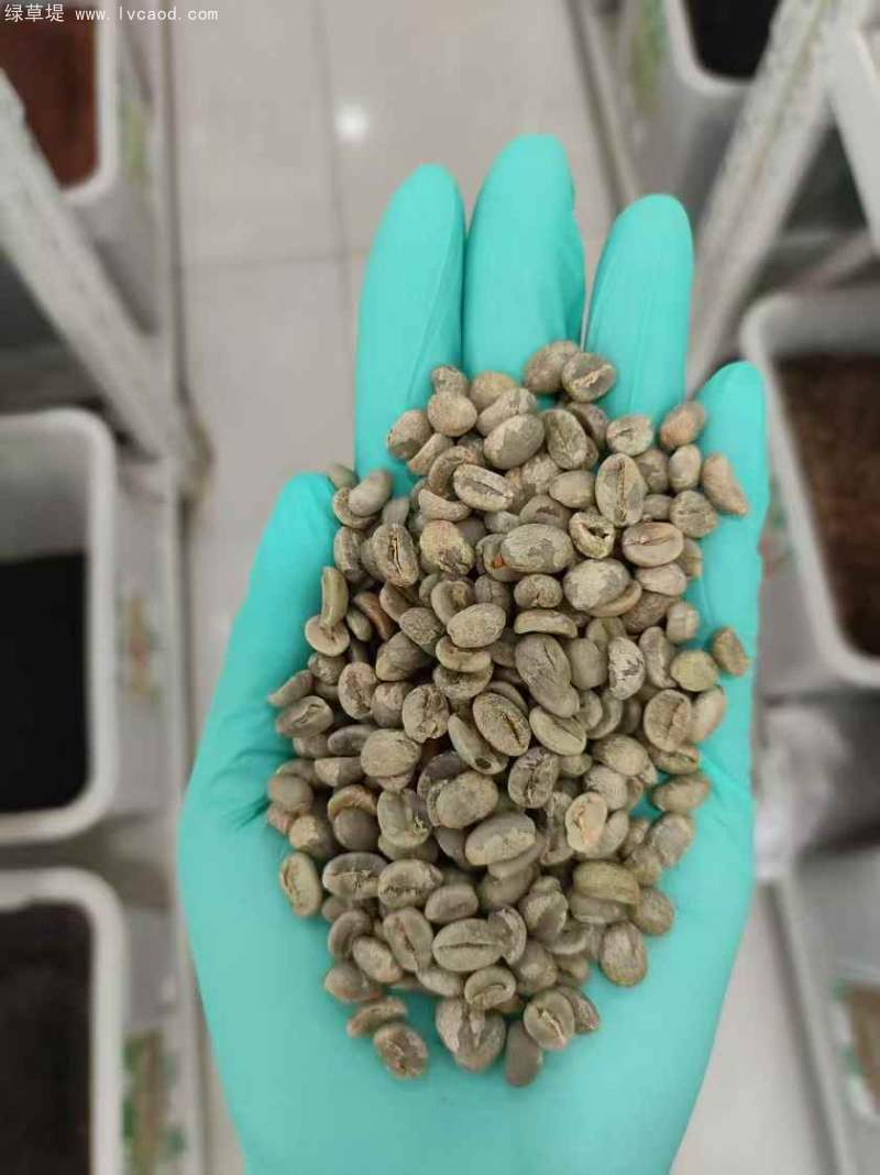 咖啡種子