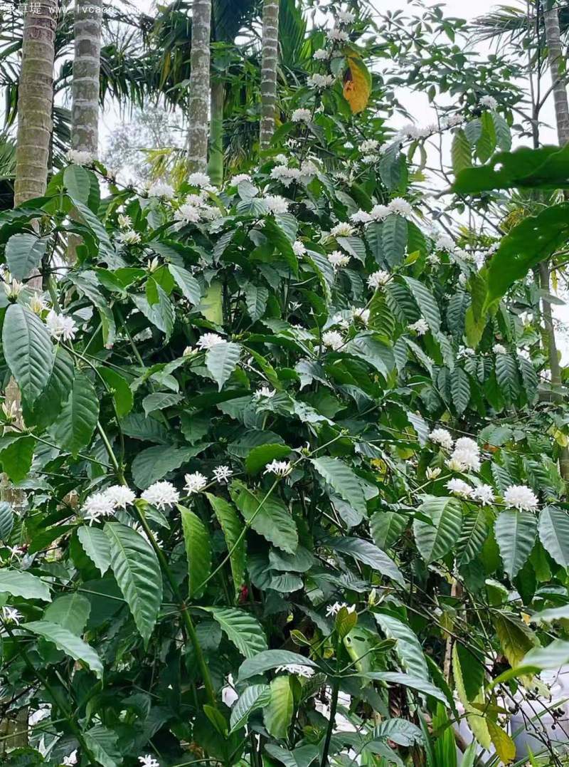 咖啡樹葉和花朵