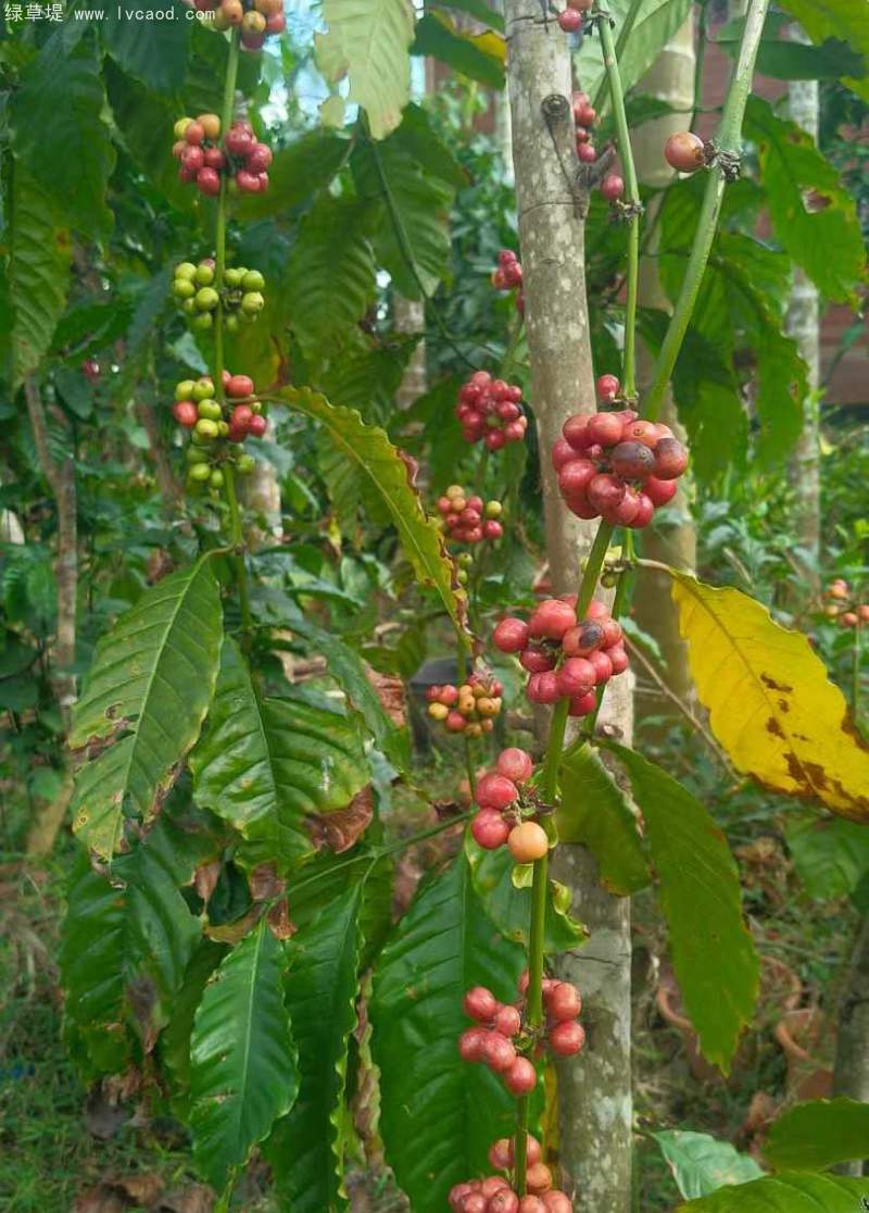 咖啡果實種子