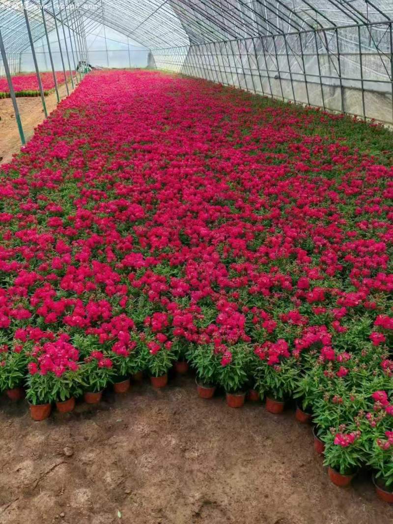 金魚草盆栽杯苗容器苗 金魚草盆栽杯苗容器苗