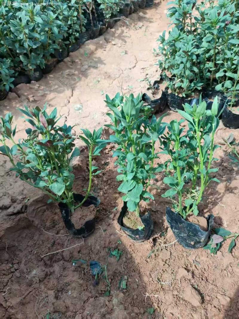 金魚草盆栽杯苗容器苗 金魚草盆栽杯苗容器苗