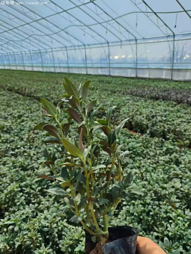 金魚草盆栽杯苗容器苗 金魚草盆栽杯苗容器苗