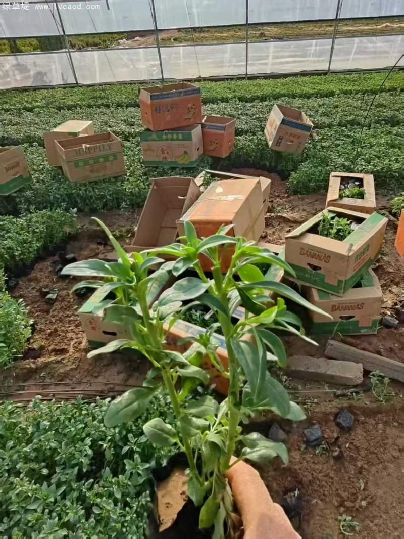 金魚草盆栽杯苗容器苗 金魚草盆栽杯苗容器苗