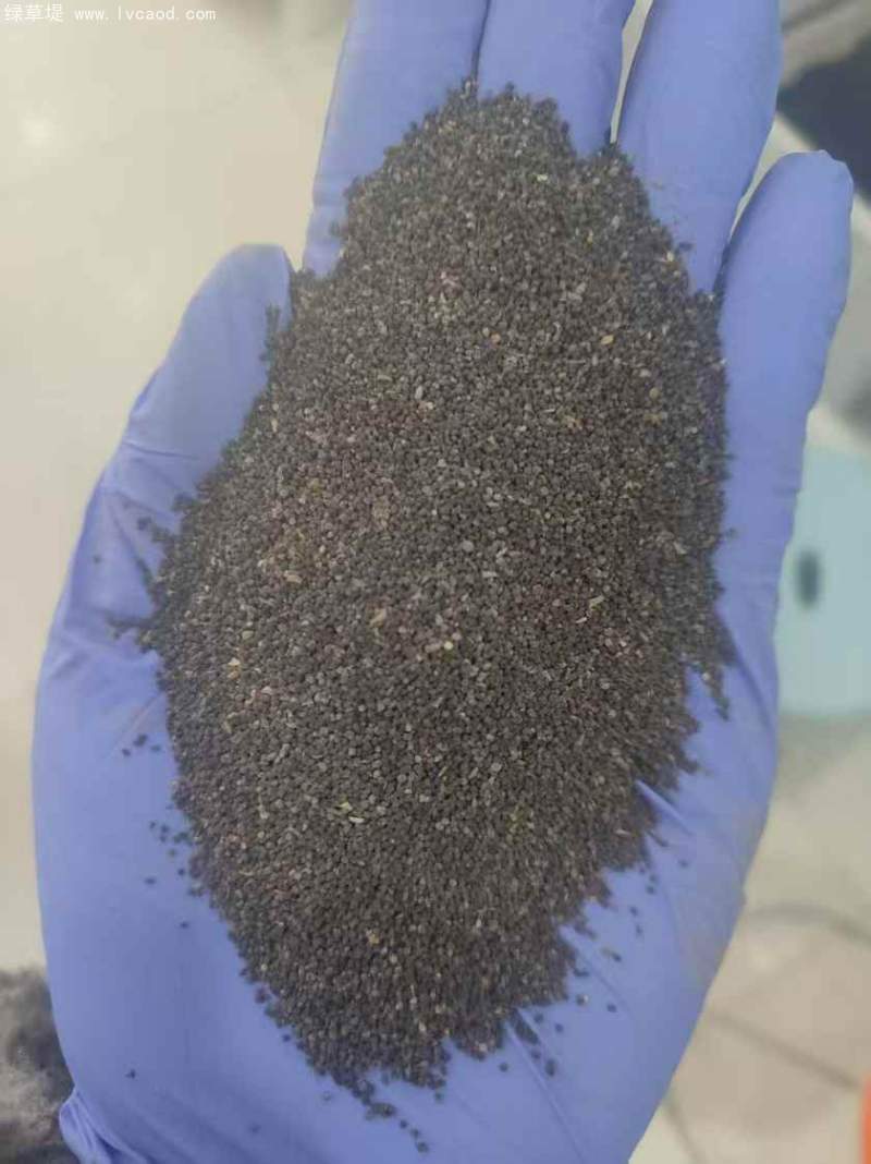 金魚草種子 金魚草種子