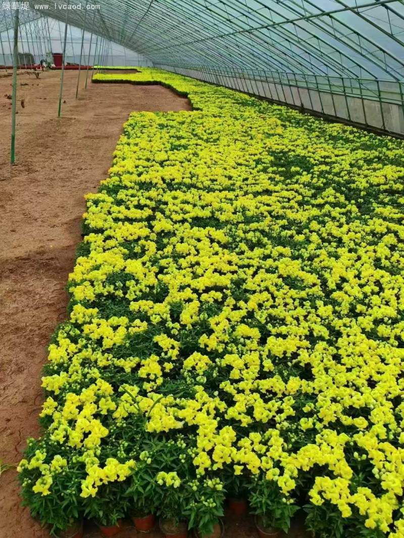 金魚草盆栽杯苗容器苗 金魚草盆栽杯苗容器苗