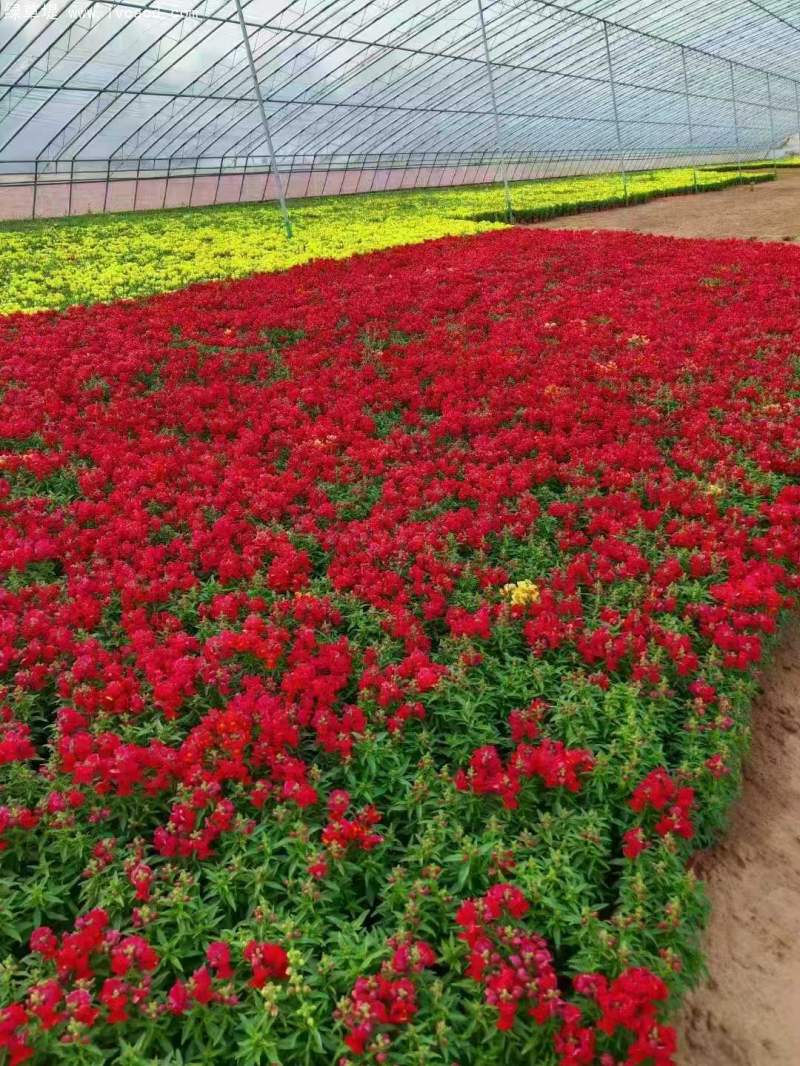 金魚草盆栽杯苗容器苗 金魚草盆栽杯苗容器苗