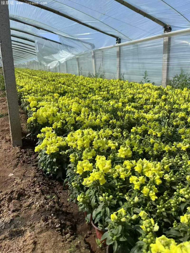 金魚草盆栽杯苗容器苗 金魚草盆栽杯苗容器苗