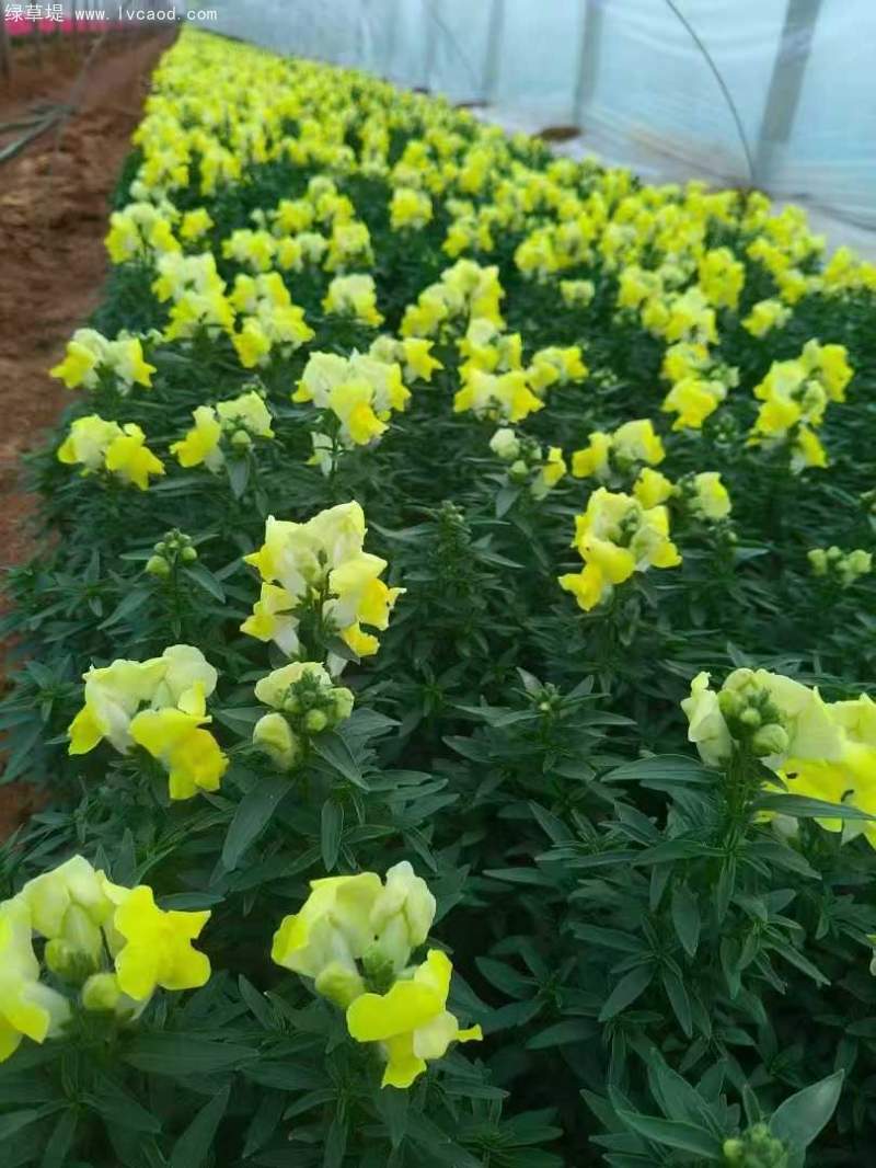 金魚草盆栽杯苗容器苗 金魚草盆栽杯苗容器苗