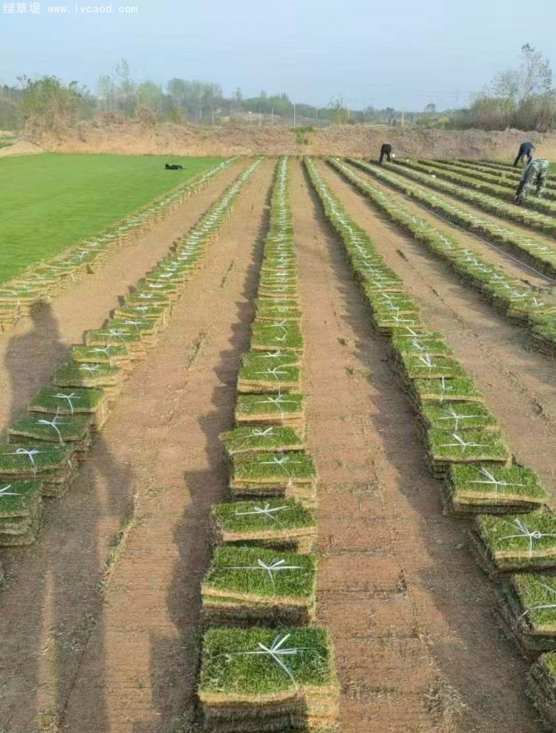 馬尼拉草坪 馬尼拉草坪