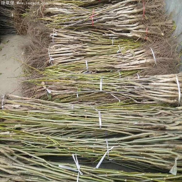 核桃苗秋季起挖的核桃苗 核桃苗秋季起挖的核桃苗