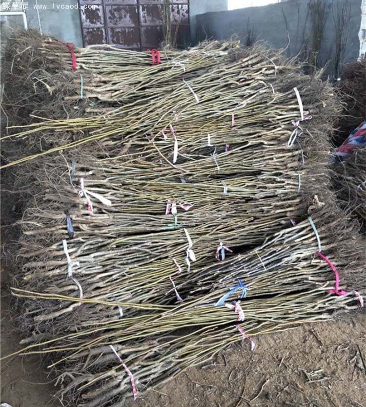 核桃苗秋季起挖的核桃苗 核桃苗秋季起挖的核桃苗