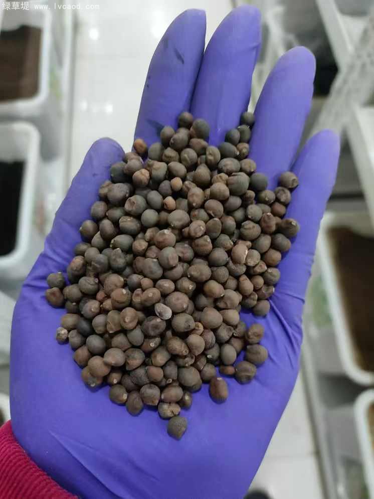 木棉種子 木棉種子