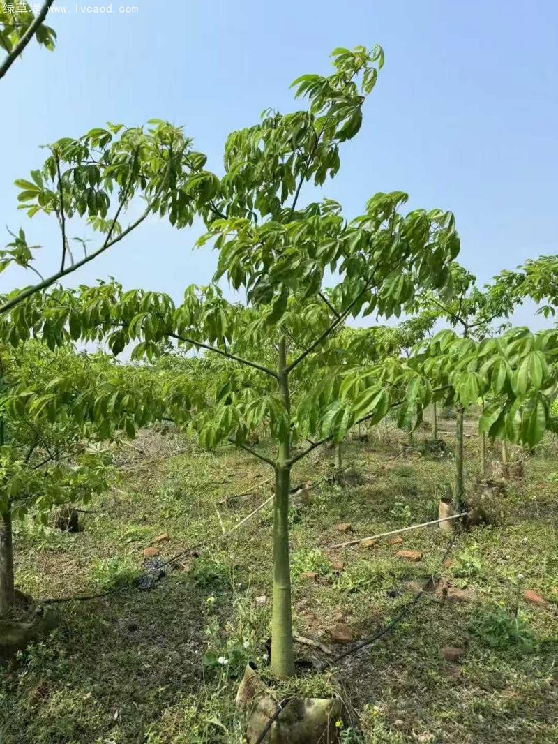 木棉樹(shù)苗 木棉樹(shù)苗