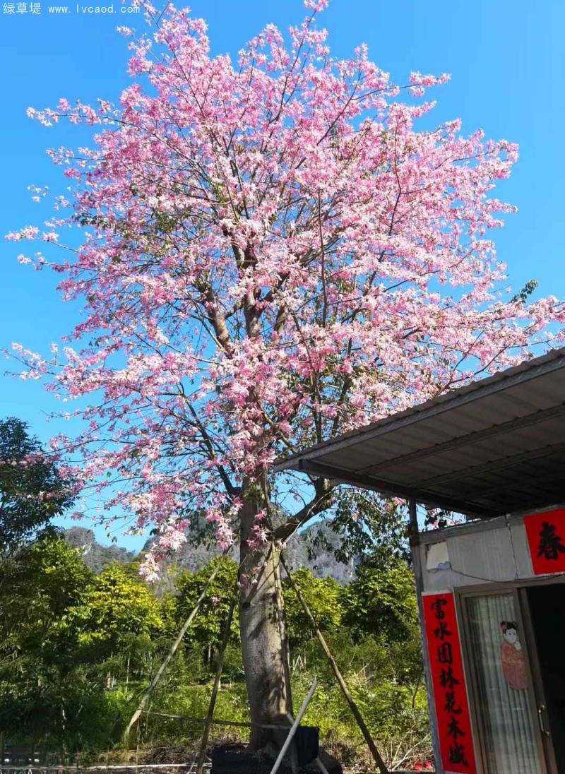 木棉花開(kāi)花效果花朵 木棉花開(kāi)花效果花朵
