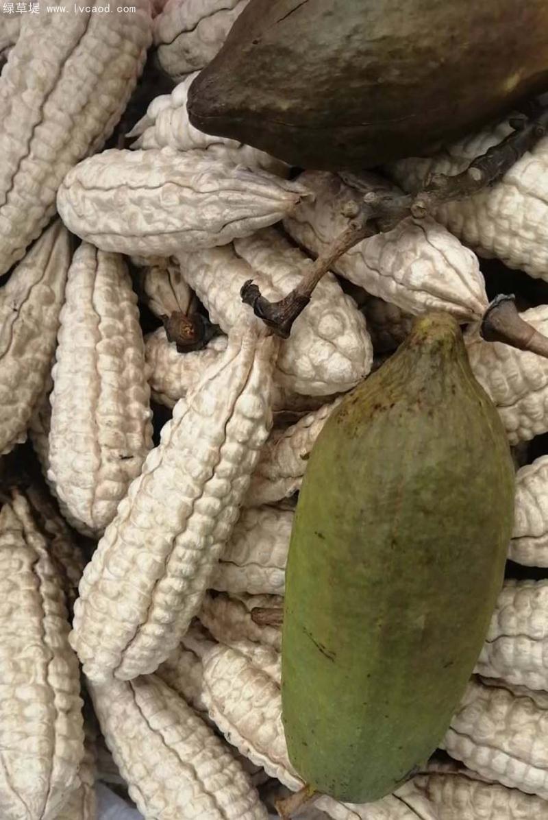 木棉果實(shí)外殼果莢 木棉果實(shí)外殼果莢