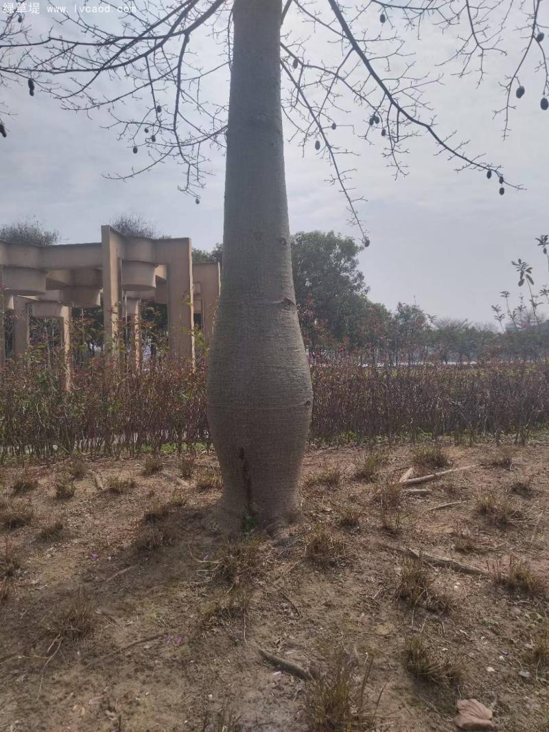 木棉樹(shù)樹(shù)桿 木棉樹(shù)樹(shù)桿