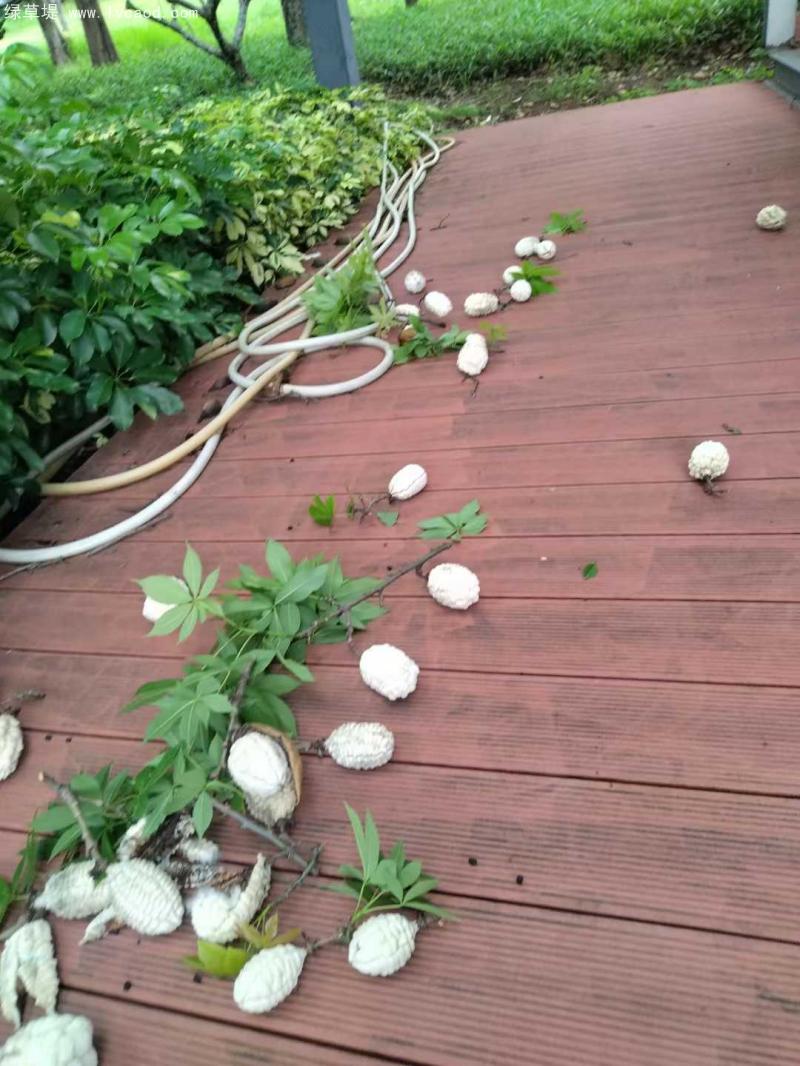 木棉果莢果實(shí) 木棉果莢果實(shí)