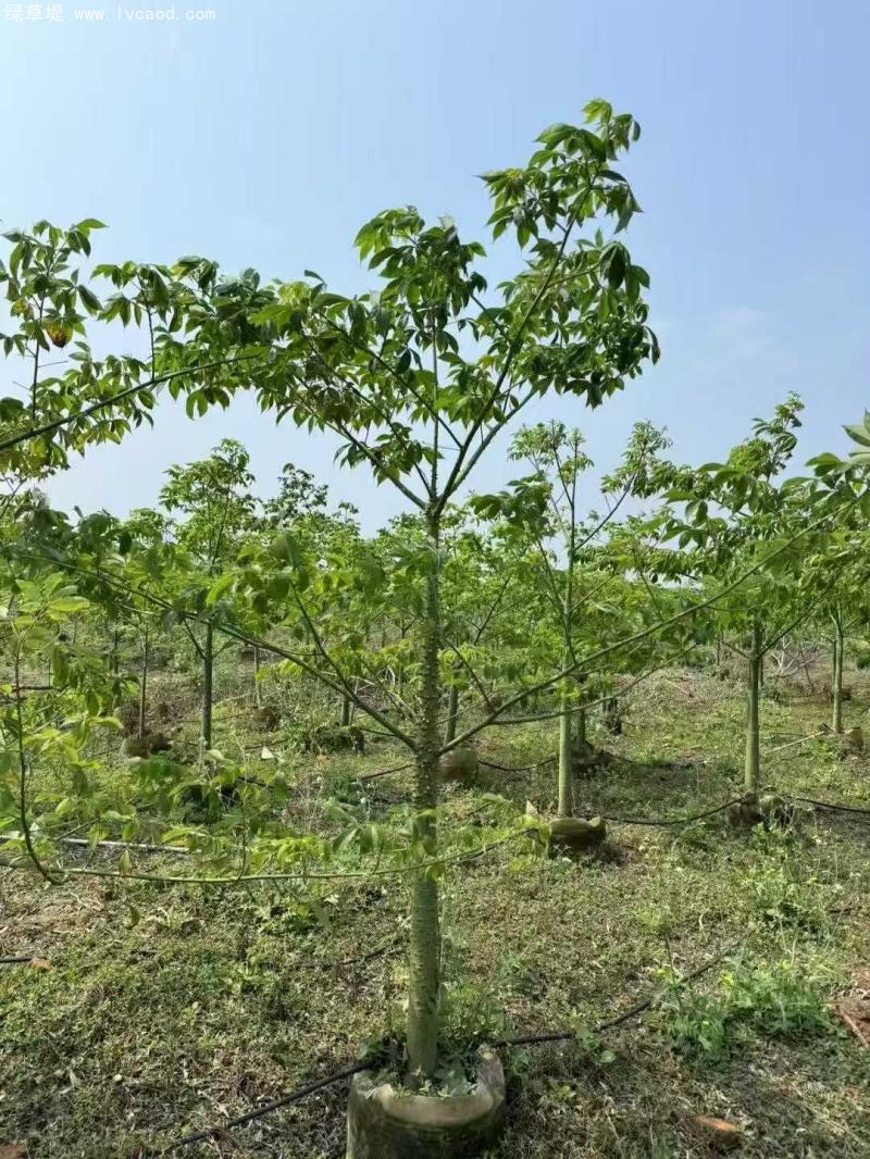 木棉樹(shù)苗 木棉樹(shù)苗