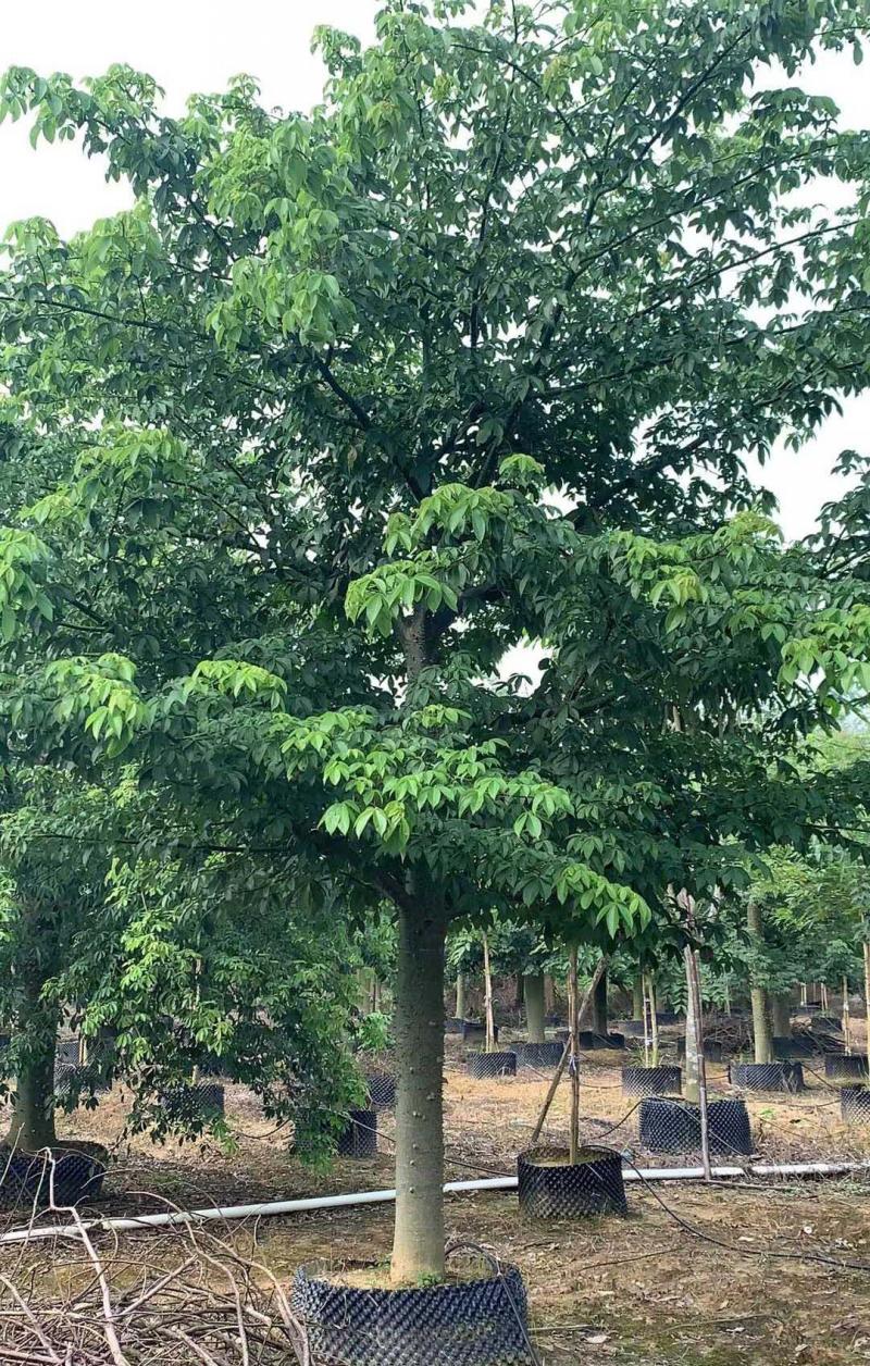 木棉樹(shù)苗 木棉樹(shù)苗