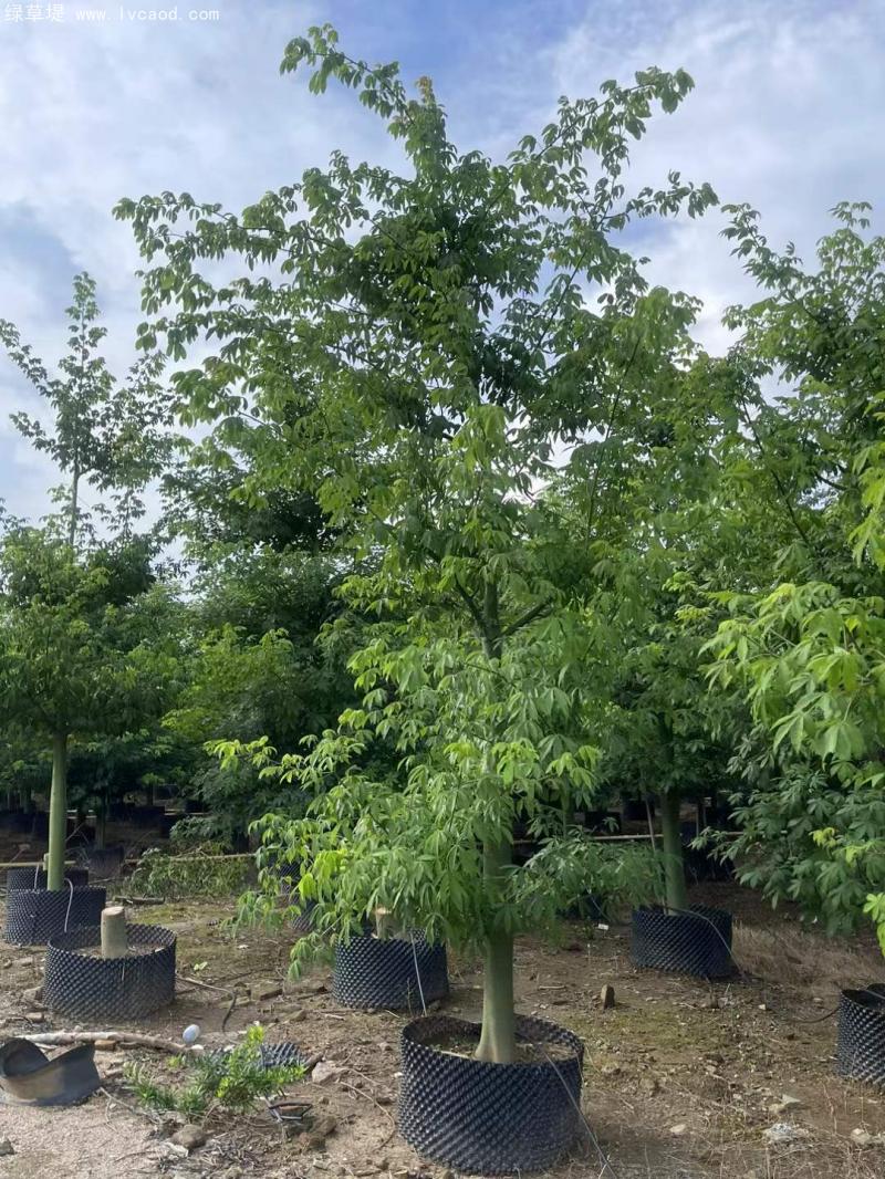 木棉樹(shù)苗 木棉樹(shù)苗