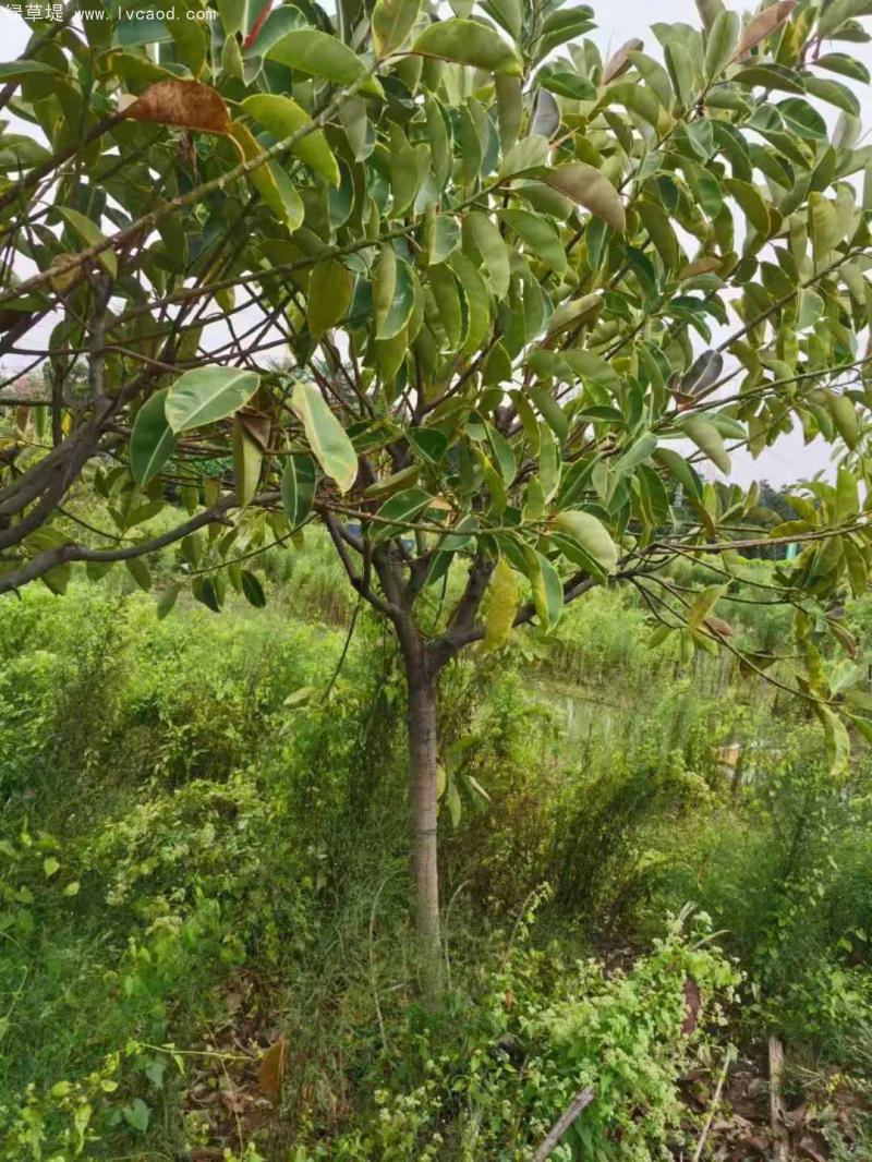 橡膠樹 橡膠樹