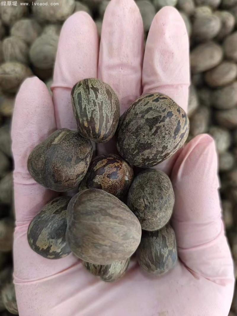 橡膠樹種子 橡膠樹種子