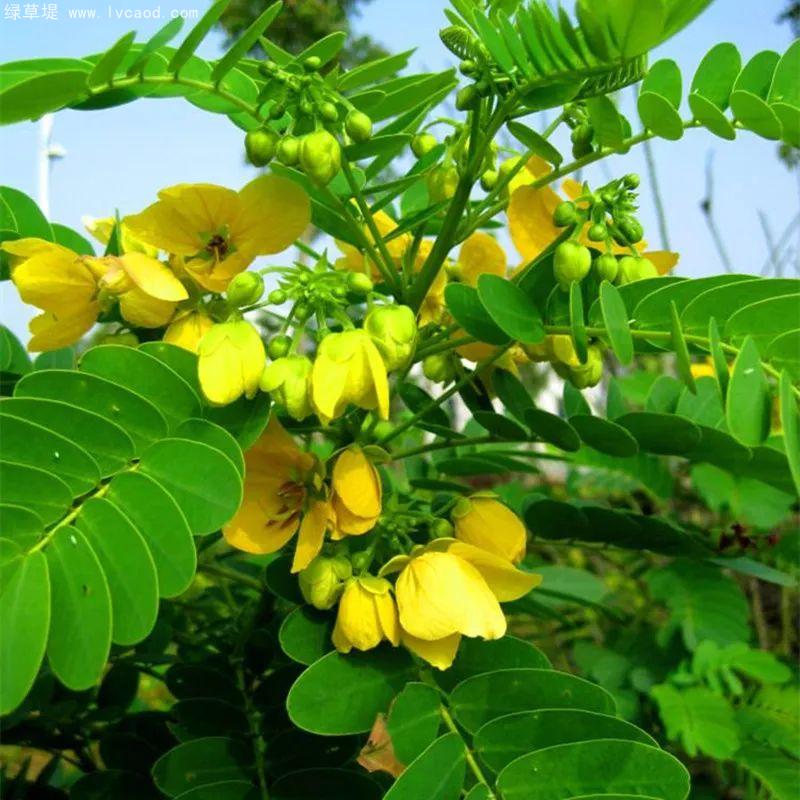 決明子葉片和花朵