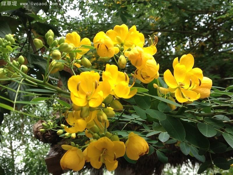 決明子葉片和花朵