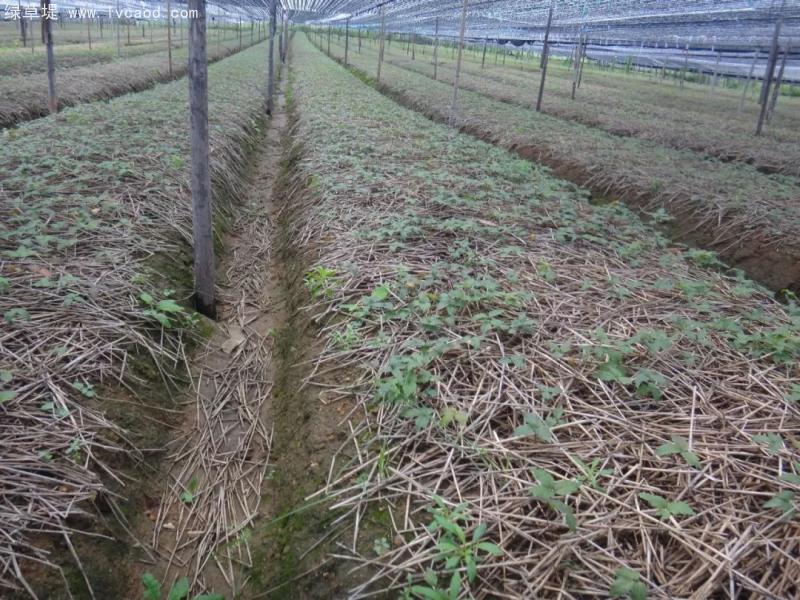 西洋參育苗 西洋參育苗