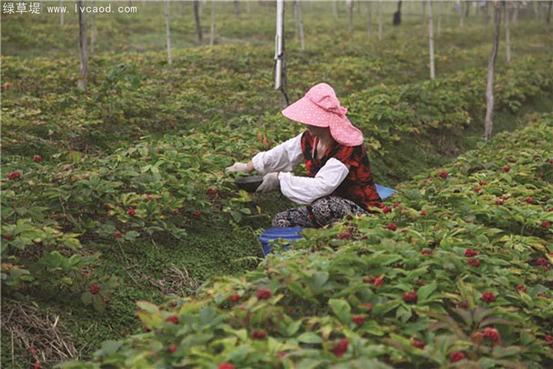 西洋參種子采摘 西洋參種子采摘