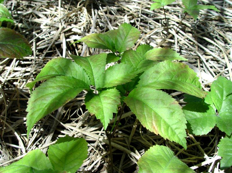 西洋參育苗 西洋參育苗