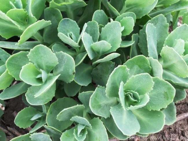 八寶景天 八寶景天