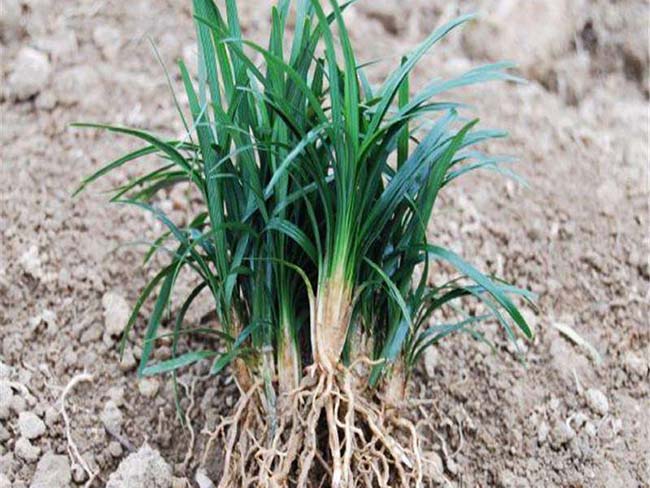 日本矮麥冬玉龍草 日本矮麥冬玉龍草