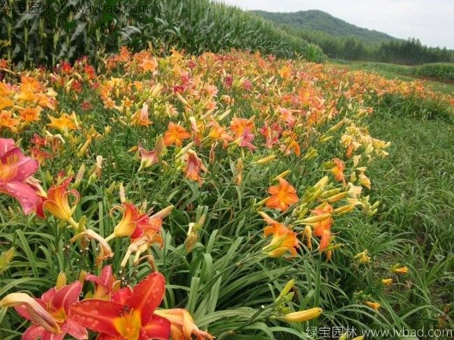 大花萱草 大花萱草