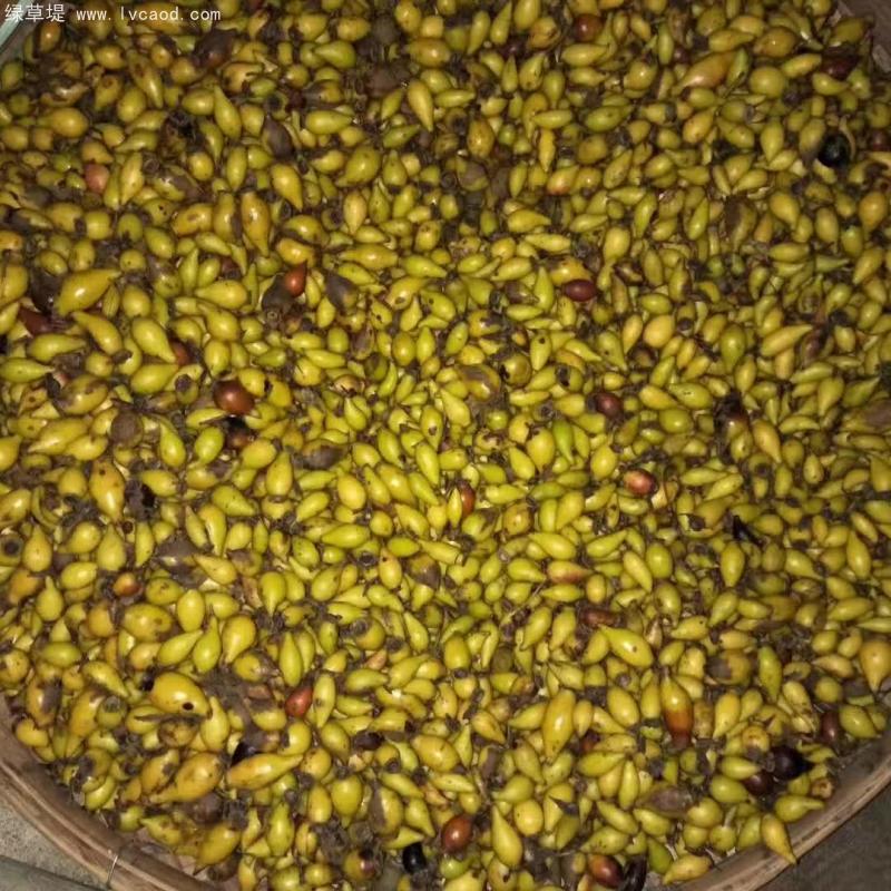 金櫻子種子基地采收現(xiàn)場 金櫻子種子基地采收現(xiàn)場