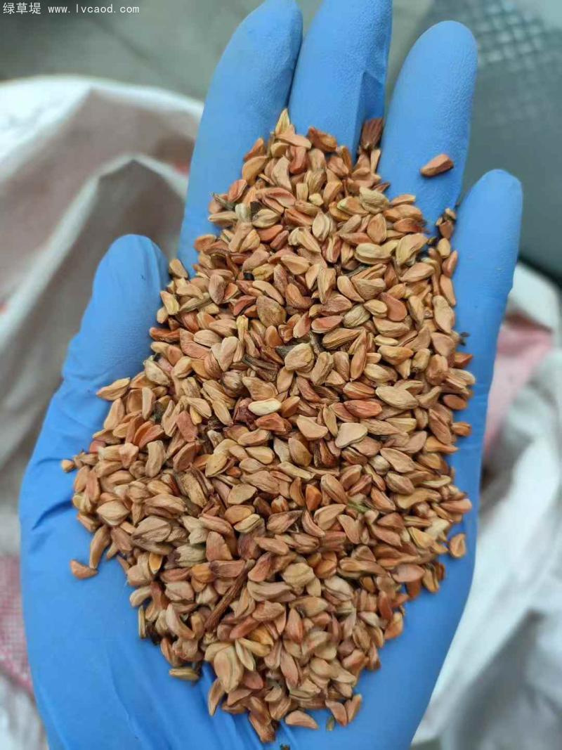 金櫻子種子 金櫻子種子