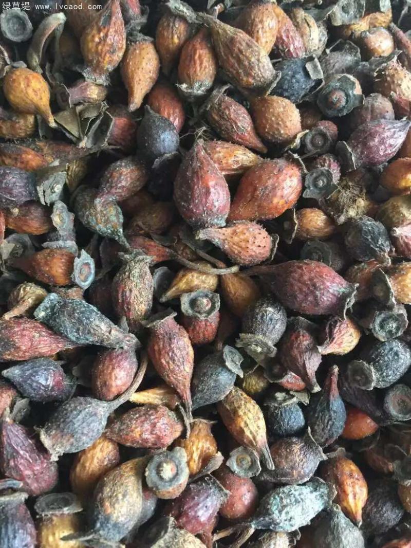 金櫻子果實(shí) 金櫻子果實(shí)